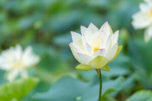 男の子の名前 蓮 が人気の７つの理由とは 意味 由来 花言葉を紹介 言葉の庭